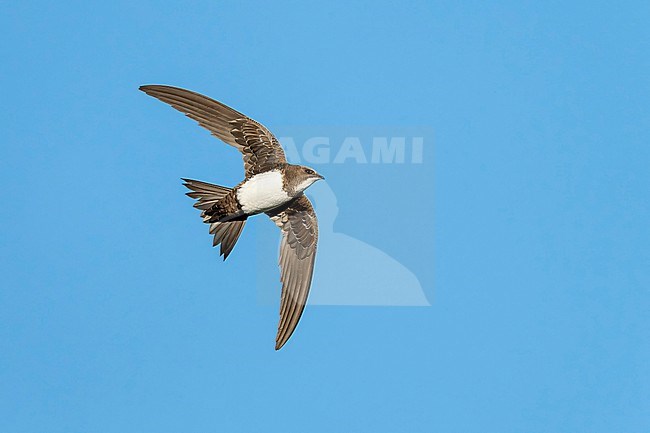 Alpine Swift (Tachymarptis melba) flying agains blue sky in Switzerland. stock-image by Agami/Marcel Burkhardt,