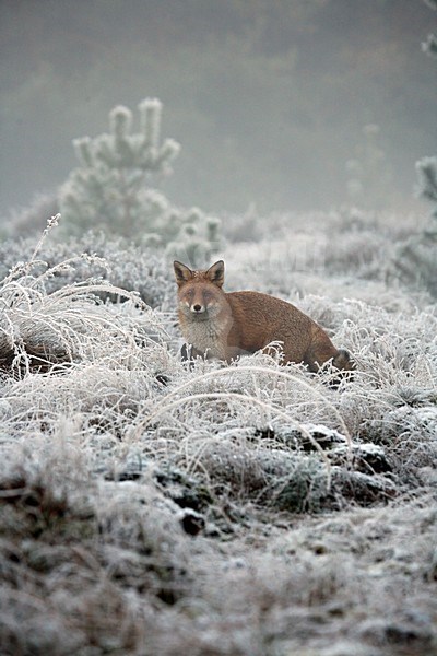 Vos op de uitkijk in winterlandschap; Red Fox on lookout in winter landscape stock-image by Agami/Kristin Wilmers,