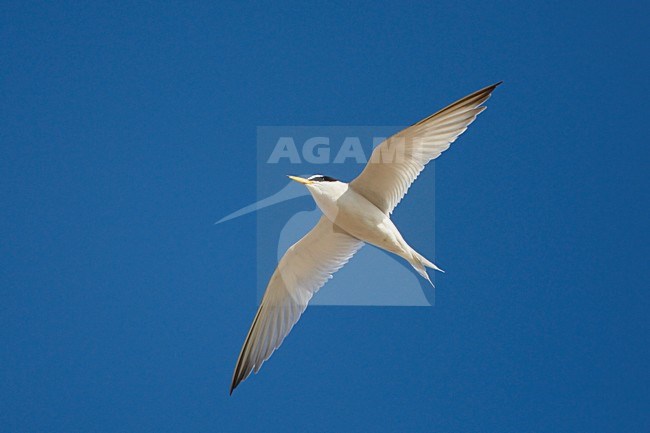 Dwergstern volwassen vliegend; Little Tern adult flying stock-image by Agami/Jari Peltomäki,