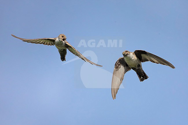 Crag Martin, Ptyonoprogne rupestris, in Italy. Begging juvenile with adult. stock-image by Agami/Daniele Occhiato,