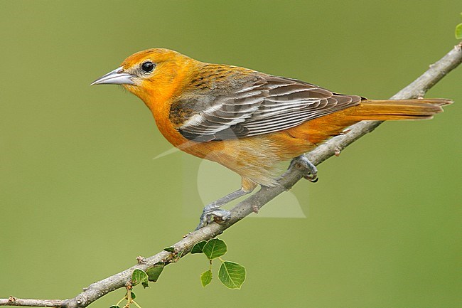 Adult female
Galveston Co., TX
April 2006 stock-image by Agami/Brian E Small,