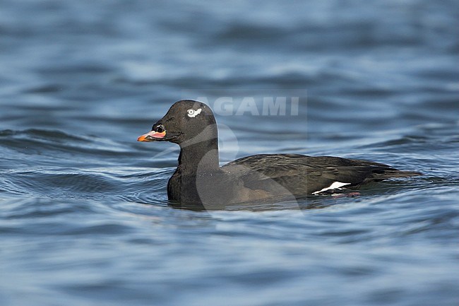 White-winged Scoter (Melanitta fusca) swimming in the ocean in Parksville, BC, Canada. stock-image by Agami/Glenn Bartley,