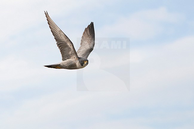 Slechtvalk in vlucht, Peregrine Falcon in flight stock-image by Agami/Wil Leurs,