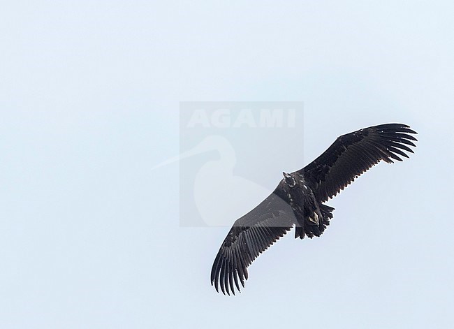 Cinereous Vulture (Aegypius monachus), Russia (Baikal), 2nd cy in flight, seen from below. stock-image by Agami/Ralph Martin,