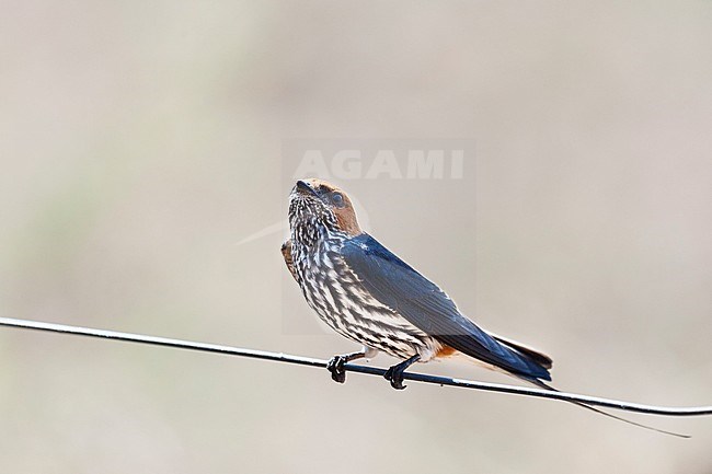 Lesser Striped Swallow (Hirundo abyssinica) perched at Kruger National Park in summer stock-image by Agami/Caroline Piek,