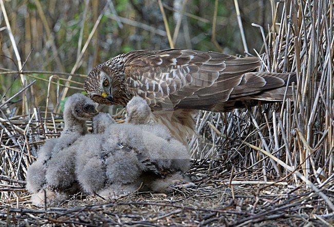 Vrouwtje Blauwe Kiekendief met jongen op het nest; Female Hen Harrier with young on the nest stock-image by Agami/Markus Varesvuo,