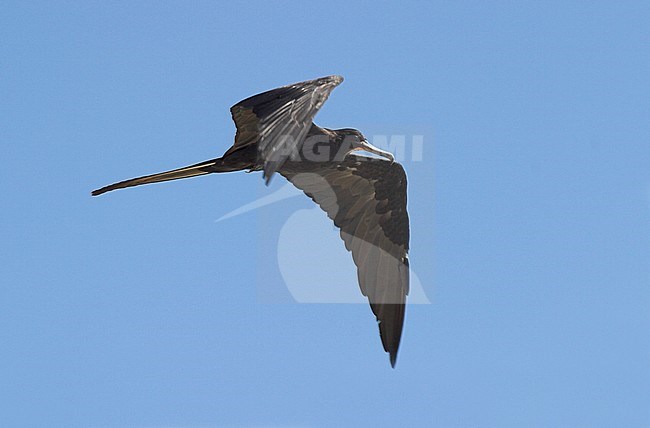 Amerikaanse Fregatvogel in vlucht; Magnificent Frigatebird (Fregata magnificens) in flight stock-image by Agami/Glenn Bartley,