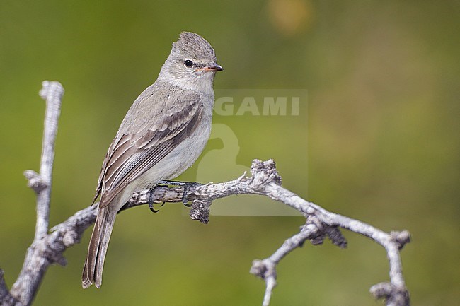 Adult
Santa Cruz Co., AZ
April 2012 stock-image by Agami/Brian E Small,