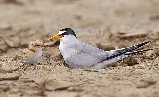 Adult breeding with chick
Ventura Co., CA
June 2000 stock-image by Agami/Brian E Small,