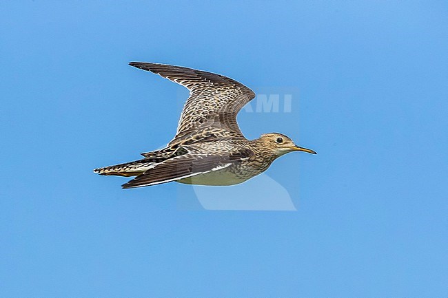 1st winter Upland Sandpiper flying over a prairie in Corvo, Azores. October 2016. stock-image by Agami/Vincent Legrand,