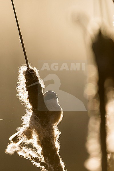 Eurasian Penduline Tit - Beutelmeise - Remiz pendulinus ssp. pendulinus, France (Alsace), male, wintering bird stock-image by Agami/Ralph Martin,