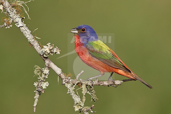 Adult male 
Galveston Co., TX 
April 2011 stock-image by Agami/Brian E Small,