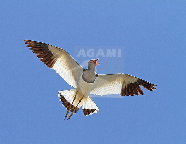 Grey-headed lapwing (Vanellus cinereus) calling in flight with blue sky stock-image by Agami/Pete Morris,