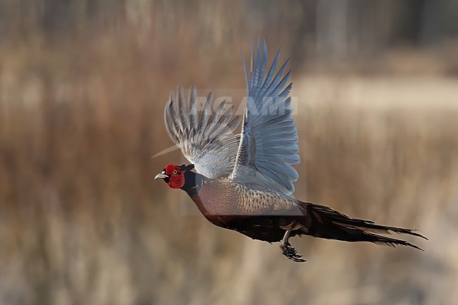 Common Pheasant (Phasianus colchicus) adult male in flight in Finland stock-image by Agami/Kari Eischer,