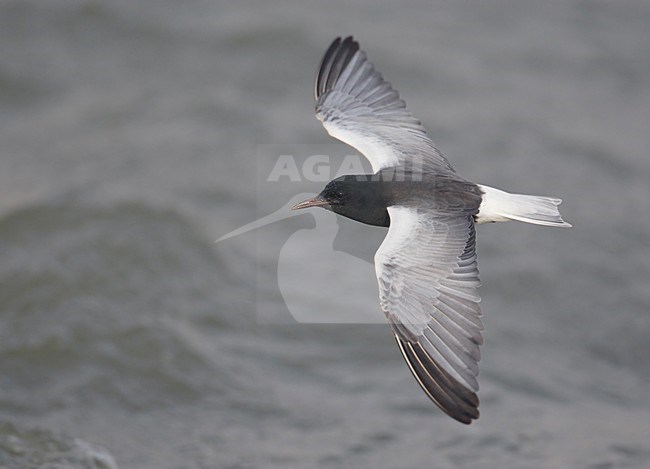 Volwassen Witvleugelstern in vlucht, Adult White-winged Tern in flight stock-image by Agami/Markus Varesvuo,