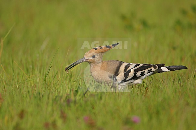 Hop zittend in gras met voer; Eurasian Hoopoe perched in gras with food stock-image by Agami/Bill Baston,