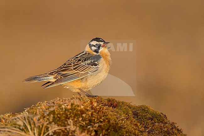 Adult male breeding
North Slope Borough, AK
June 2024 stock-image by Agami/Brian E Small,