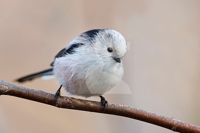 Staartmees ssp europaeus, Long-tailed Tit ssp europaeus, Aegithalos caudatus ssp. europaeus, Germany stock-image by Agami/Ralph Martin,