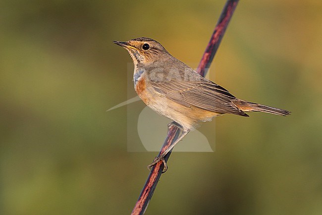 White-spotted Bluethroat (Luscinia svecica) in Italy. stock-image by Agami/Daniele Occhiato,