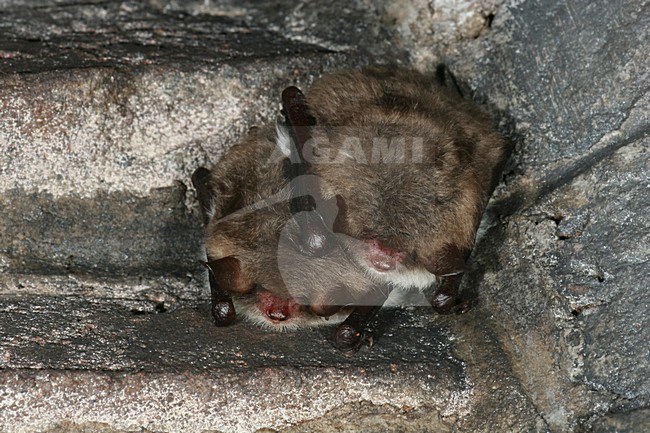 Slapende Franjestaarten; Sleeping Natterer\'s Bats stock-image by Agami/Theo Douma,