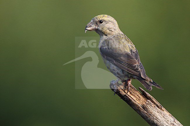 Vrouwtje Kruisbek op tak, Female Red Crossbill at branch stock-image by Agami/Chris van Rijswijk,