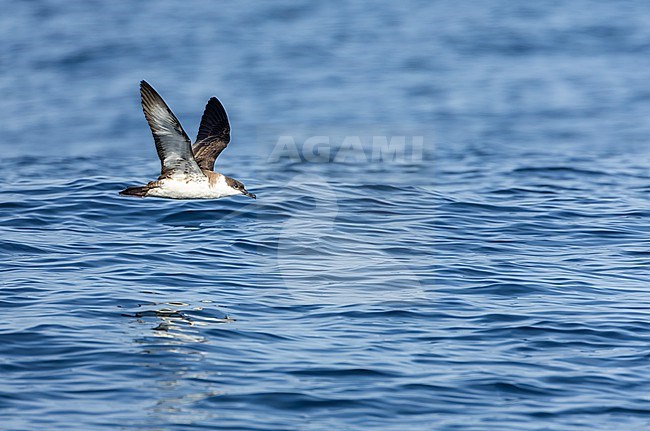 Great Shearwater (Ardenna gravis) off the Isles of Scilly, Corwall, England. stock-image by Agami/Marc Guyt,