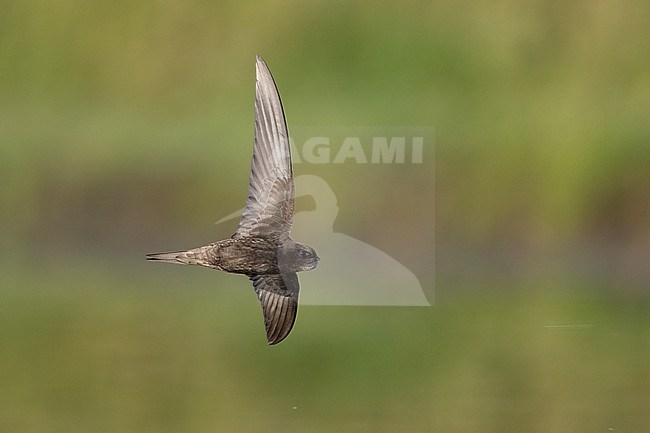 Adult Common Swift (Apus apus) in flight over green lake at Rudersdal, Denmark stock-image by Agami/Helge Sorensen,