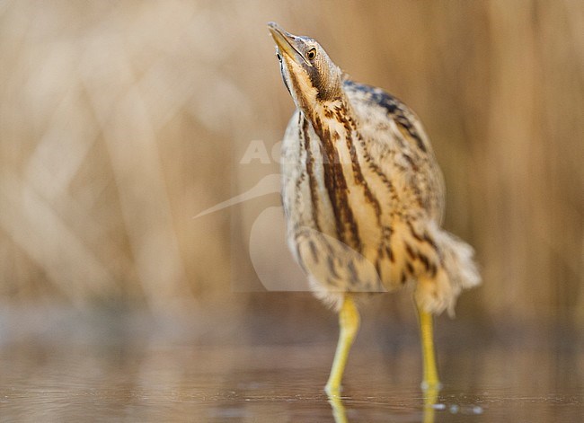 Roerdomp, Eurasian Bittern stock-image by Agami/Bence Mate,