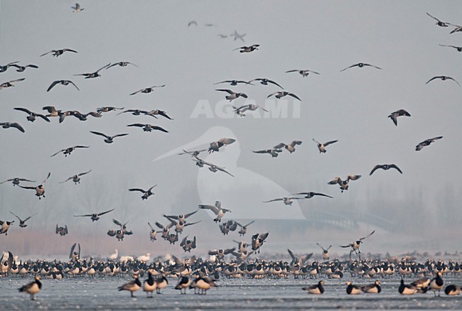 Brandgans groep vliegend; Barnacle Goose flock flying stock-image by Agami/Hans Gebuis,