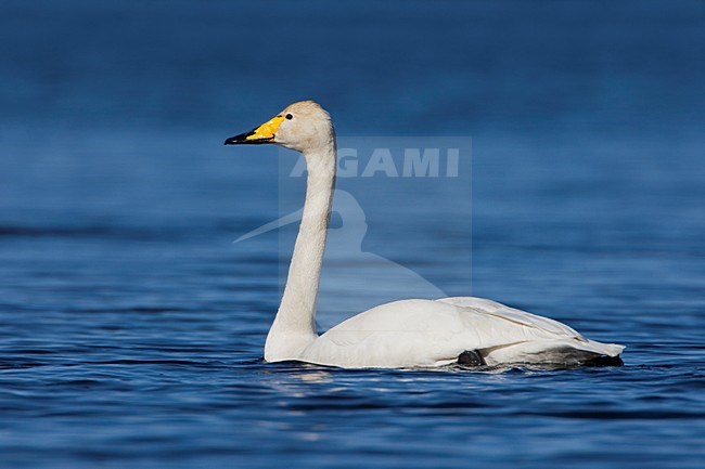 Zwemmende Wilde Zwaan; Swimming Whooper Swan stock-image by Agami/Daniele Occhiato,