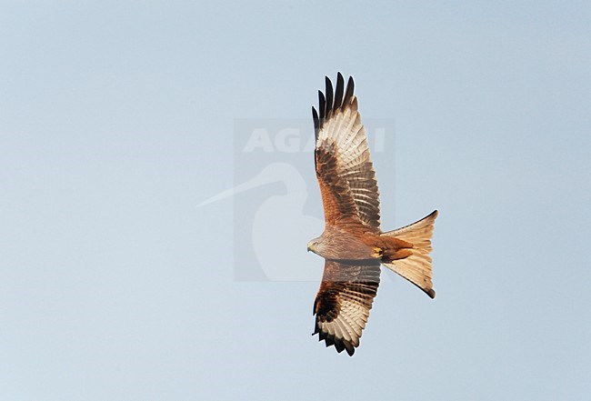 Rode Wouw in de vlucht; Red Kite in flight stock-image by Agami/Markus Varesvuo,