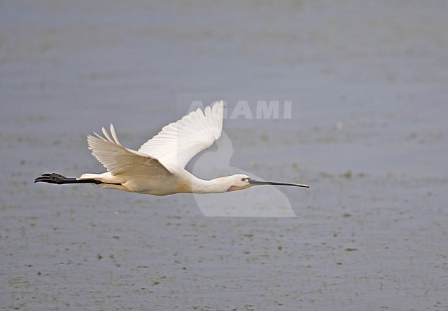 Lepelaar in vlucht; Eurasian Spoonbill in flight stock-image by Agami/Markus Varesvuo,