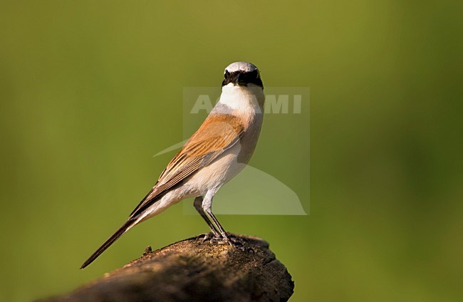 Grauwe Klauwier; Red-backed Shrike; Lanius collurio stock-image by Agami/Marc Guyt,