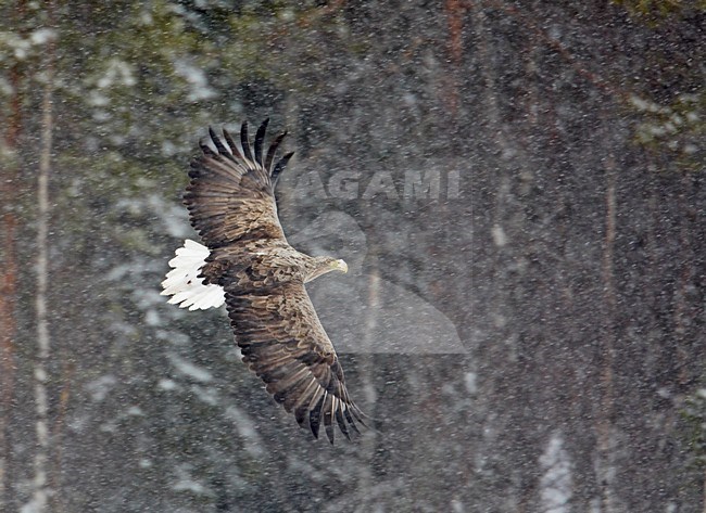 Volwassen Zeearend in de vlucht; Adult White-tailed Eagle in flight stock-image by Agami/Markus Varesvuo,