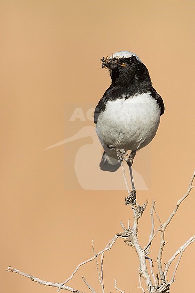 Finsch's Wheatear (Oenanthe finschii) adult male perched on a branch with food stock-image by Agami/Ralph Martin,