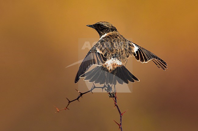 Wintering male European Stonechat (Saxicola rubicola) in Italy. Perched on a small twig, showing its rump. stock-image by Agami/Daniele Occhiato,