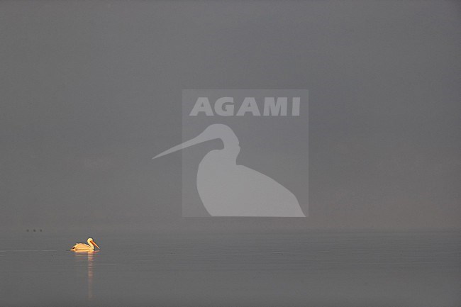 An adult Dalmatian pelican (Pelecanus crispus) in the dense fog at Lake Kerkini stock-image by Agami/Mathias Putze,