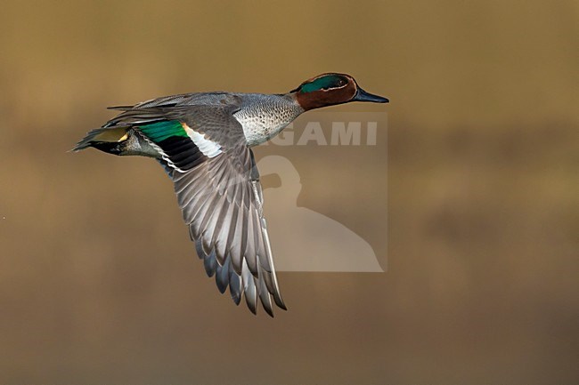 Mannetje Wintertaling in vlucht, Male Common Teal in flight stock-image by Agami/Daniele Occhiato,