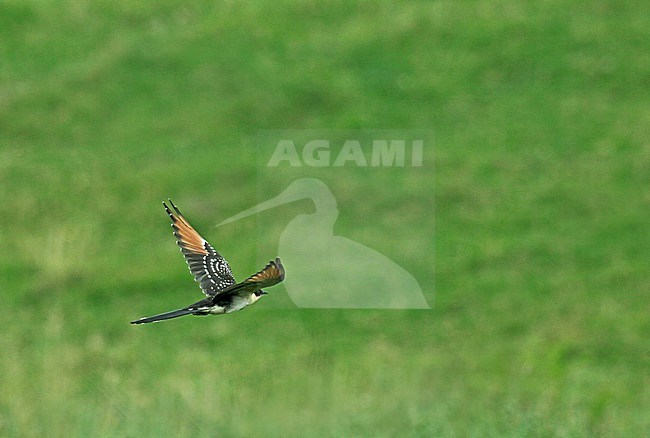 Juvenile Great Spotted Cuckoo (Clamator glandarius) in the Netherlands. Rare vagrant from southern Europe. In flight with green natural background. stock-image by Agami/Fred Visscher,