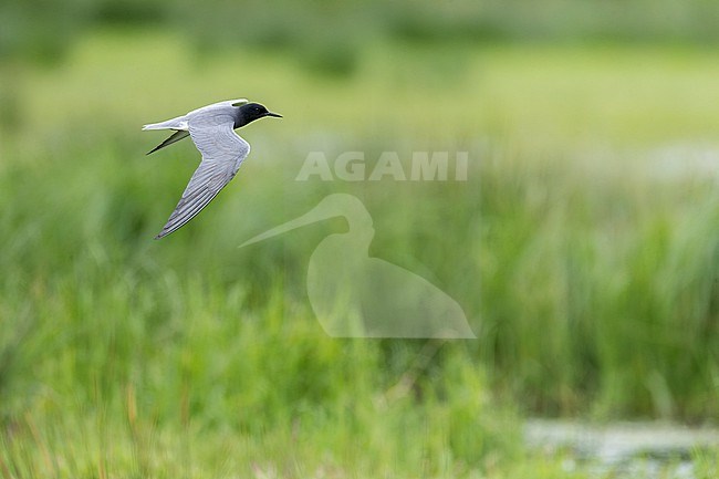 Summer plumaged adult Black Tern (Chlidonias niger) in wetland in Groningen, Netherlands. stock-image by Agami/Marc Guyt,