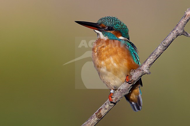 Vrouwtje  IJsvogel; Female Common Kingfisher stock-image by Agami/Daniele Occhiato,