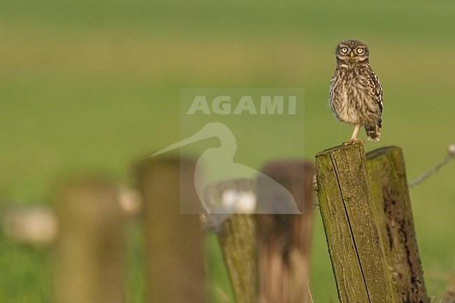 Little Owl perched, Steenuil zittend stock-image by Agami/Han Bouwmeester,