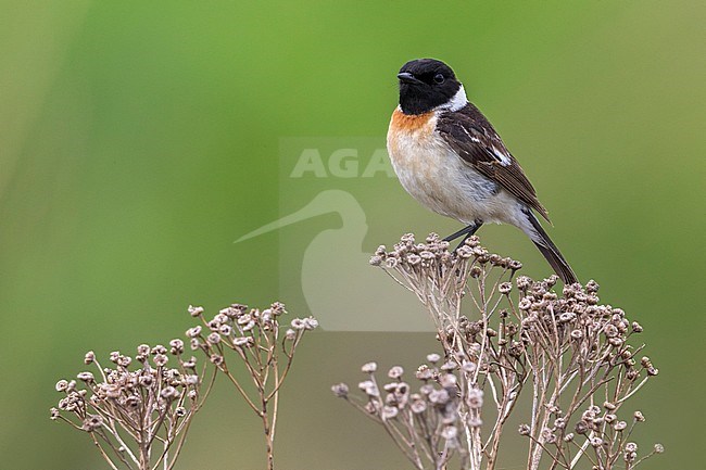 Aziatische Roodborsttapuit; Siberian Stonechat stock-image by Agami/Daniele Occhiato,