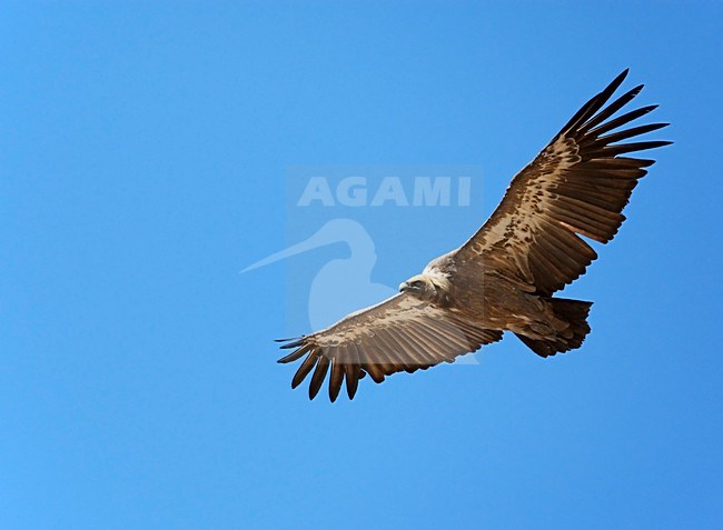 Vale Gier in de vlucht; Griffon Vulture in flight stock-image by Agami/Markus Varesvuo,