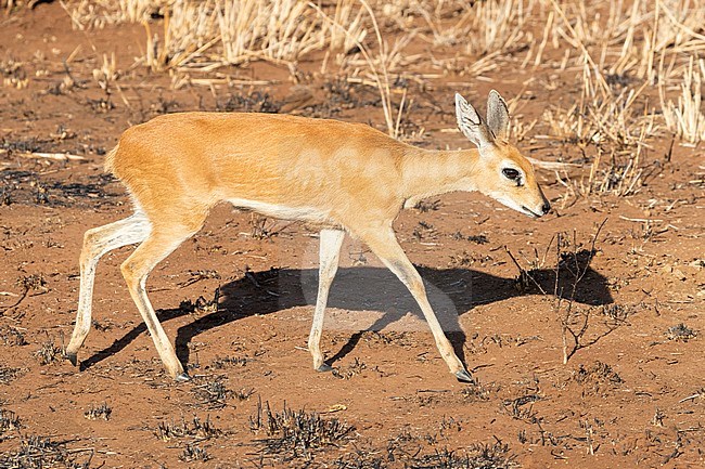 Steenbok (Raphicerus campestris), adult female standing on the ground, Mpumalanga, South Africa stock-image by Agami/Saverio Gatto,