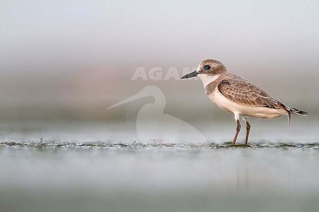 Woestijnplevier, Greater Sand-Plover stock-image by Agami/Ralph Martin,