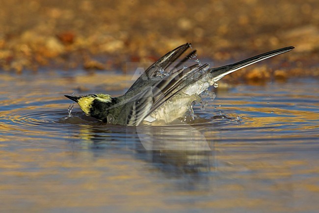 Witte Kwikstaart; White Wagtail; Motacilla alba stock-image by Agami/Daniele Occhiato,