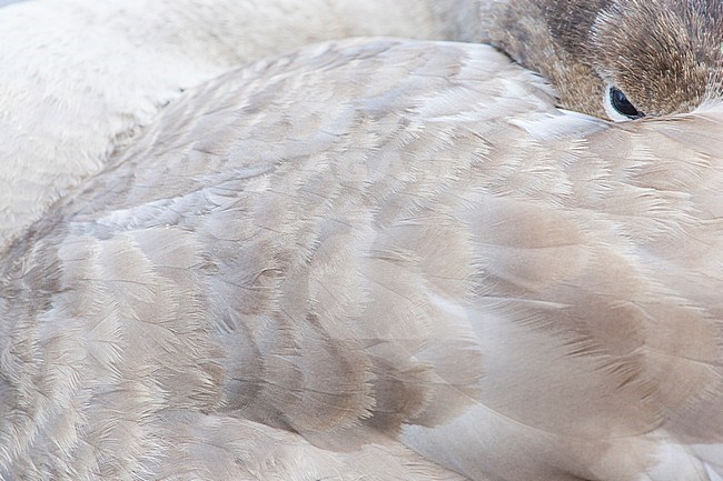 Close-up of sleeping Mute Swan stock-image by Agami/Menno van Duijn,