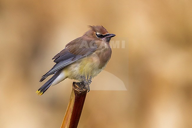 2nd Cedar Waxwing for Corvo & Azores. This bird was easy to see at close view unlike the one in October 2010. stock-image by Agami/Vincent Legrand,