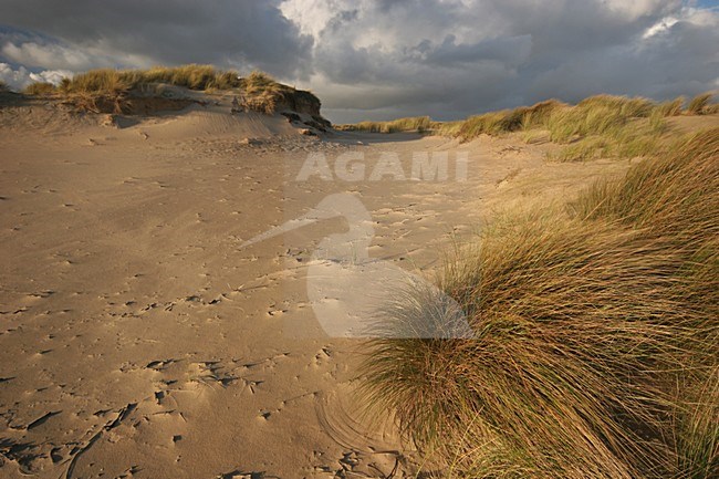 Duinlandschap in Berkheide; Dunes in Berkheide stock-image by Agami/Menno van Duijn,